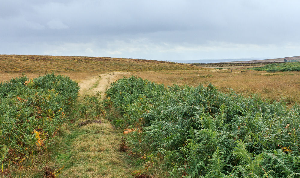 Big Moor Big Moor
